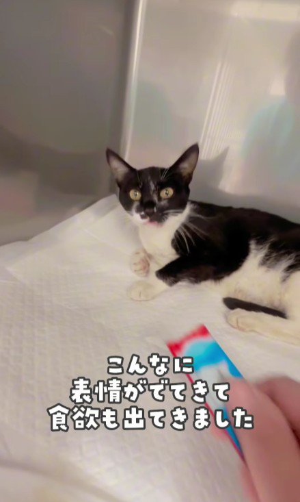 おやつを待つ白黒猫