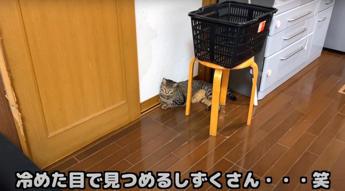 キジトラ猫