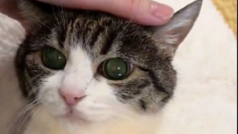室内にいる猫