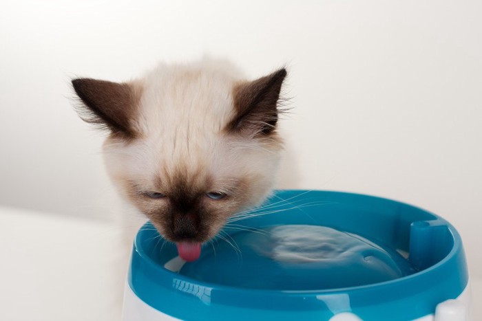 水を飲む猫