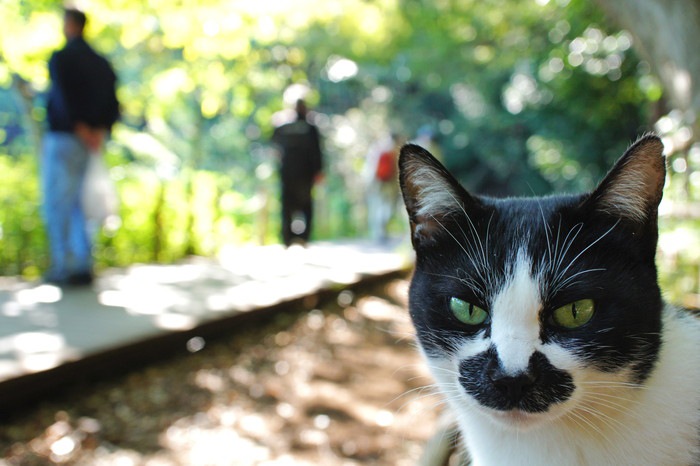 公園の猫と奥に人影