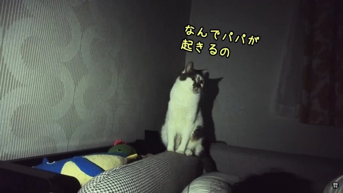 暗闇の中にいる猫