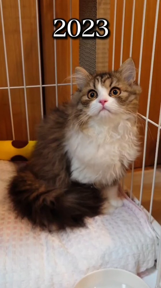 丸い顔をした子猫