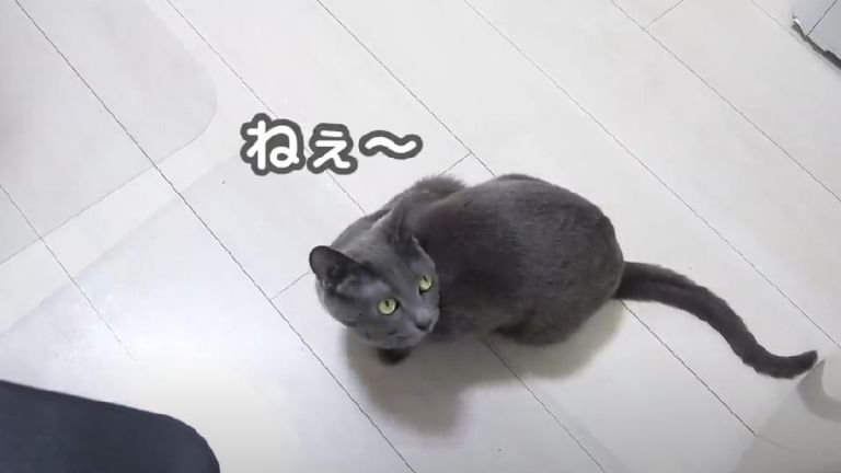 室内にいる猫