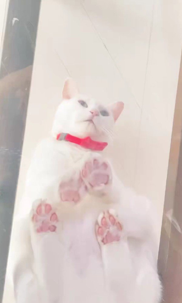 キャットウォークに座る猫