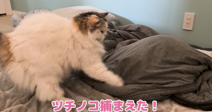 布団の上の猫