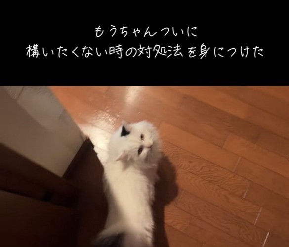 投稿主さんのほうを振り向くマンチカン