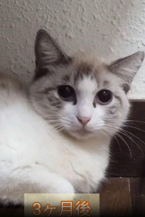 伏せる猫2