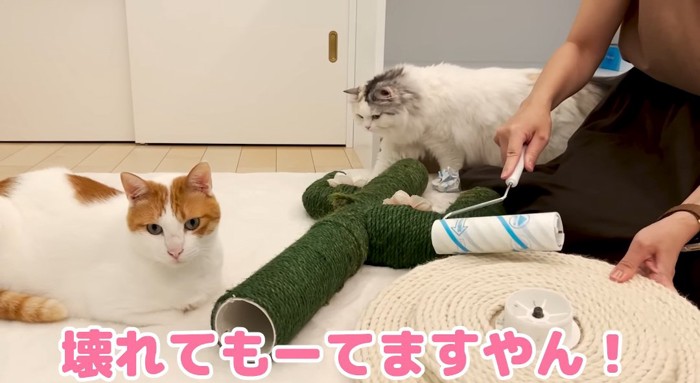 爪とぎの前の猫