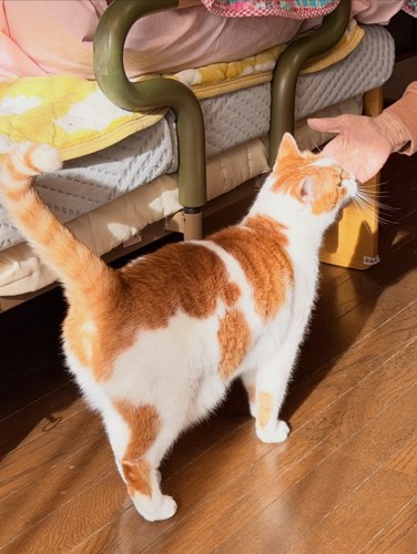 顔をなでられる猫