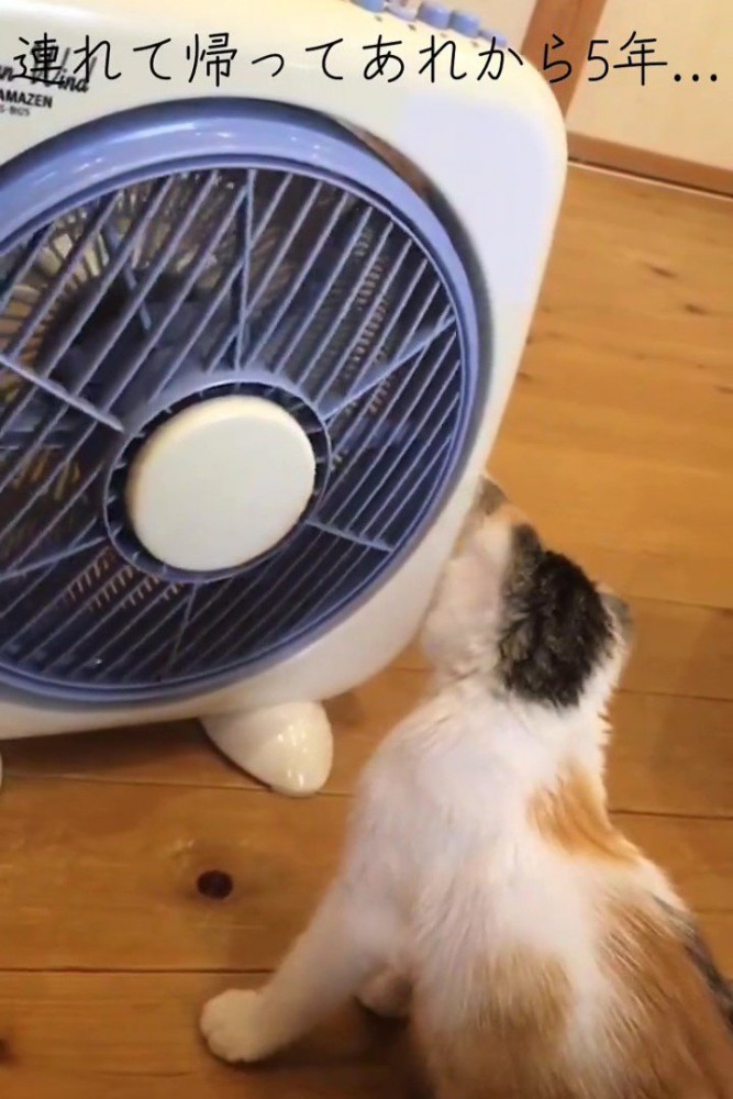 家電を見ている猫