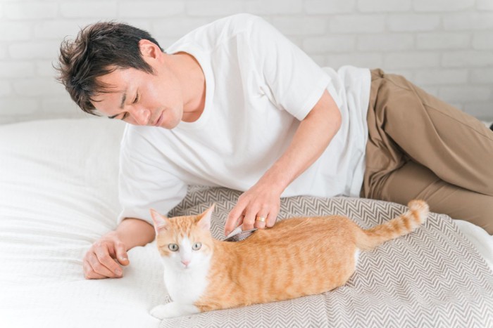 家のベッドで猫のブラッシングをする飼い主