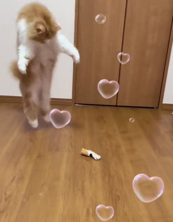 はしゃぐ猫