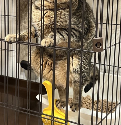 トイレ中の猫