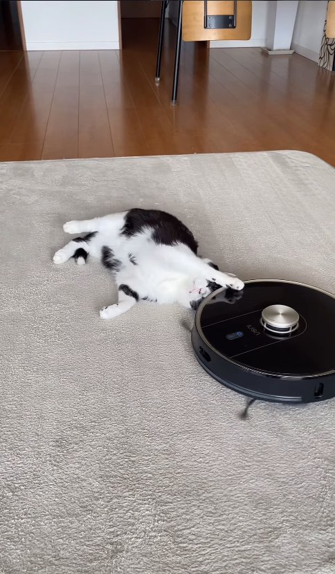 頭の近くにあるロボット掃除機に右前足を乗せている猫