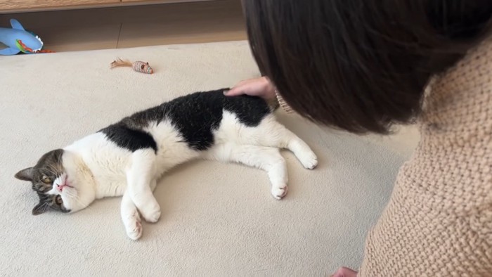 寝そべる猫