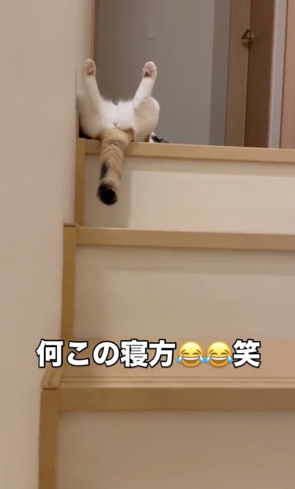 足を広げて寝転ぶ猫