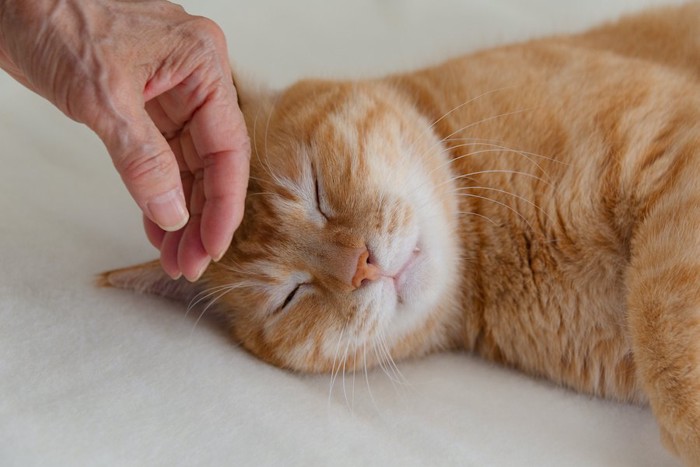 頭を撫でられて気持ちよさそうに眠る猫