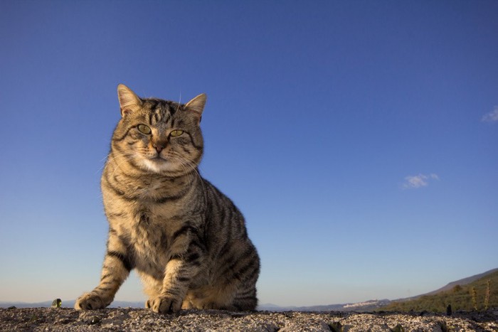 大地にたたずむ雄々しい猫