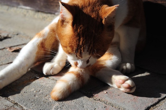 器用に尻尾の毛づくろいをする猫