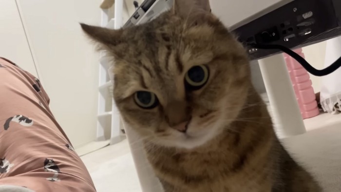 カメラ目線の猫の写真