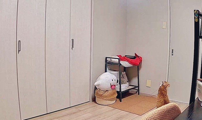 部屋のなかにひとりで座る猫