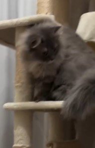 走り去った子猫の方を見つめるサイベリアン