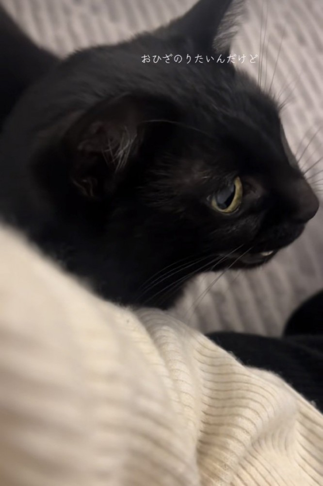 ママの前で鳴く黒猫