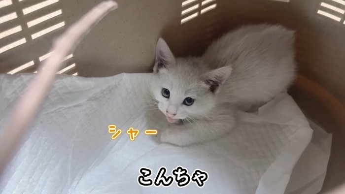 シャー