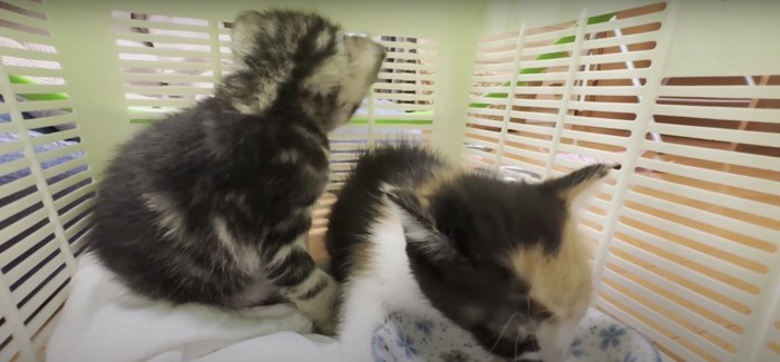 ご飯を食べている子猫