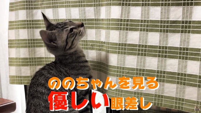 上を見る子猫