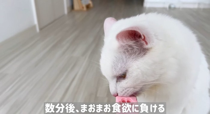 ちゅーるを食べる猫