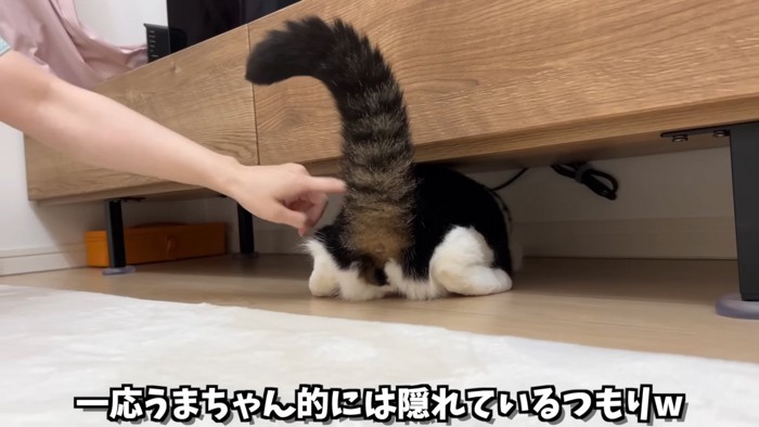 家具の下に入った猫