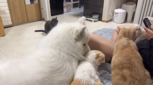隣にいる猫の耳を舐める犬