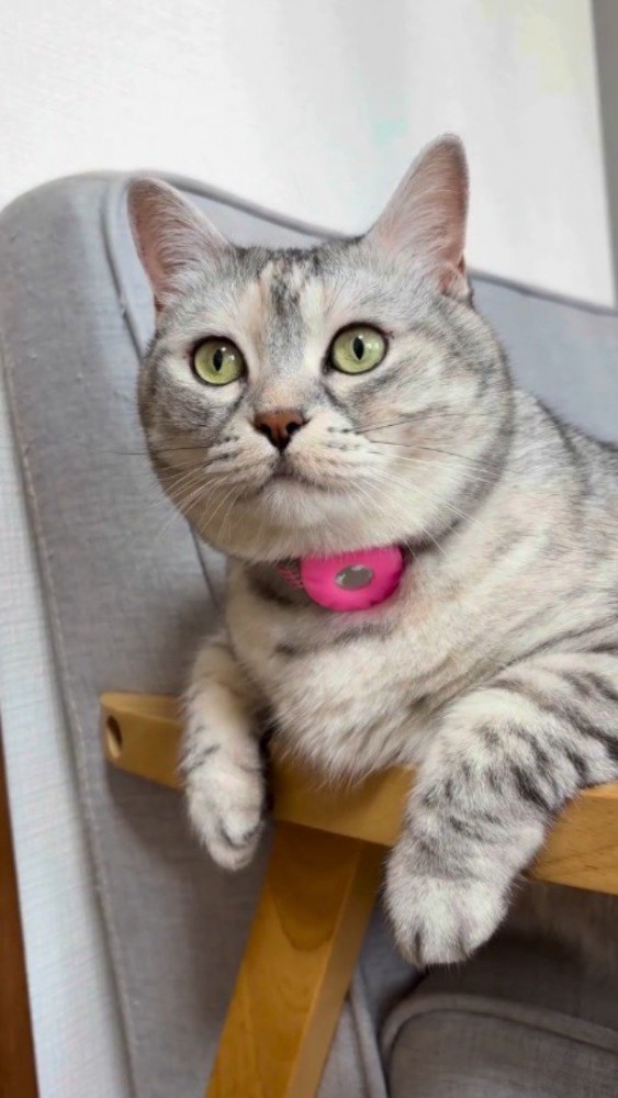 イスの上でくつろぐ猫