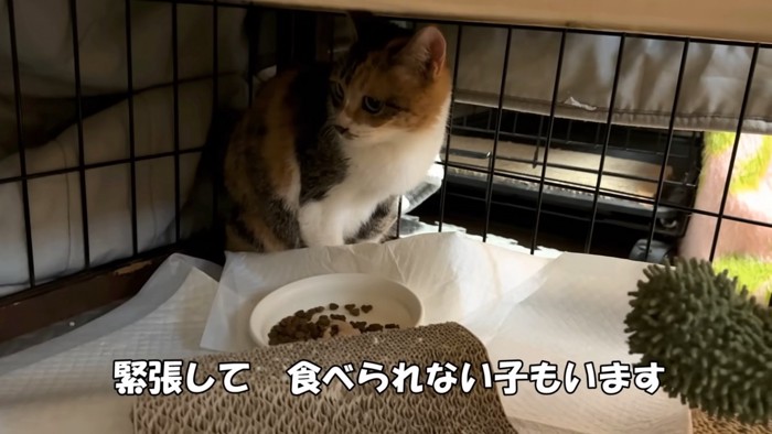 座っている猫