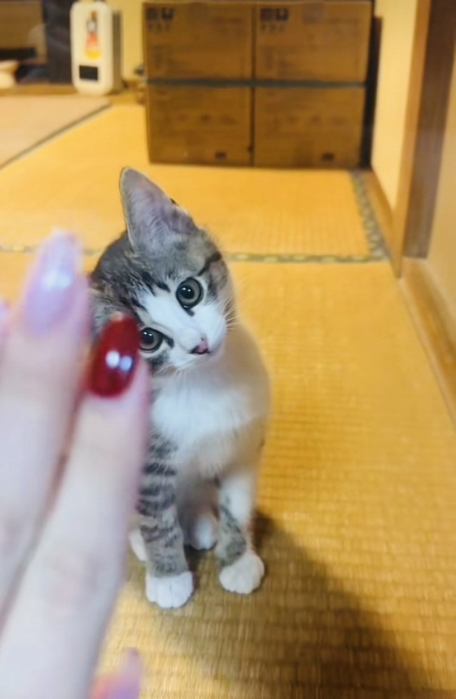 畳の上に座ってママの手を見る子猫