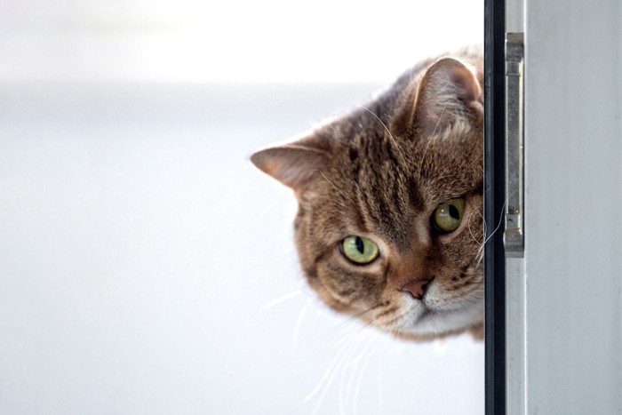 ドア越しに覗く猫