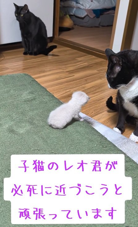 子猫