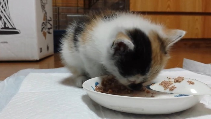 ごはんを食べる子猫