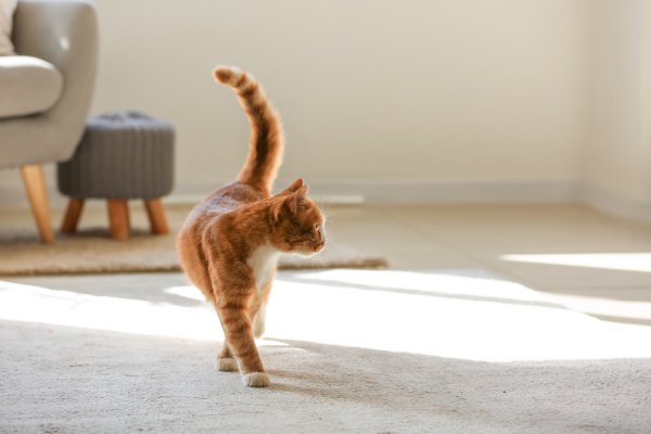 カーペットの上を歩く猫