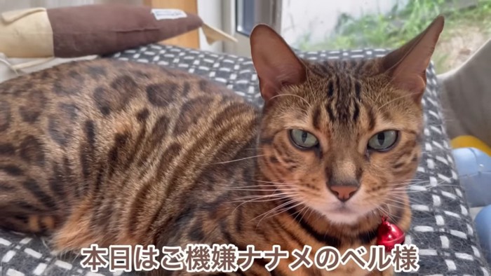 赤い鈴の猫