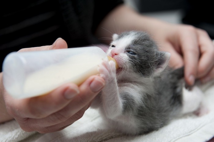 哺乳瓶でミルクを飲む子猫