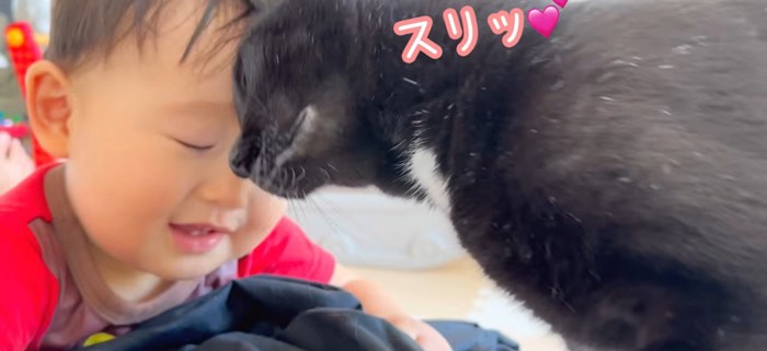 額を寄せ合っている子猫と赤ちゃん