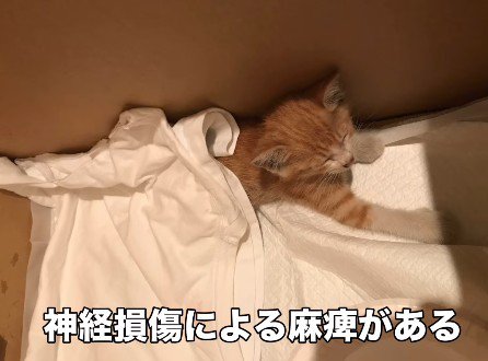 タオルにくるまれた猫