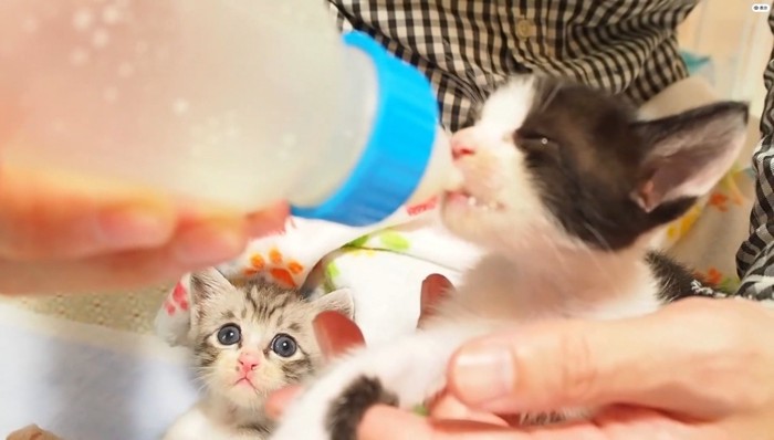 哺乳瓶でミルクを飲ませてもらう子猫