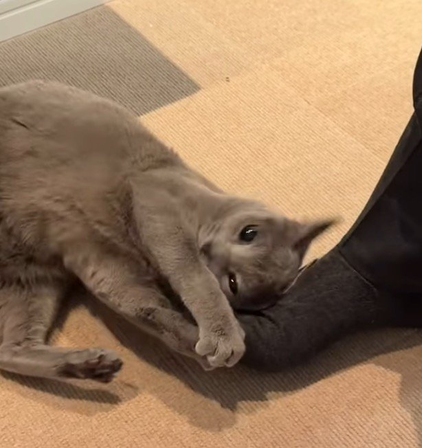 男性の足を両前足で掴む猫