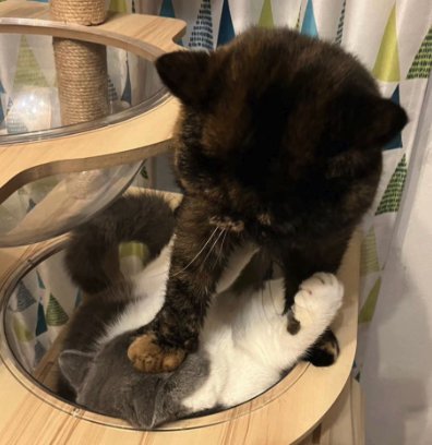 キャットタワーにいる2匹の猫正面やや引き（ボウルに入っている猫のアップ切り抜き）