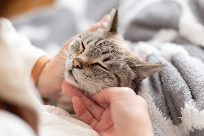 気持ちよさそうに撫でられている猫