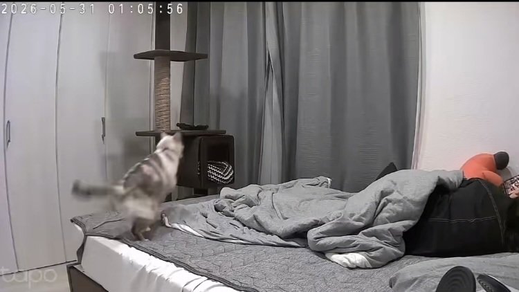 飼い主がくつろぐベッドに飛び乗る猫